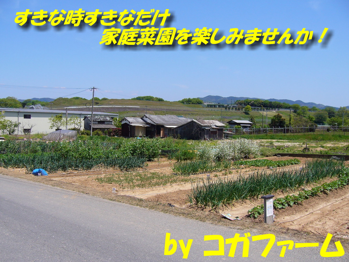 貸し農園の様子1