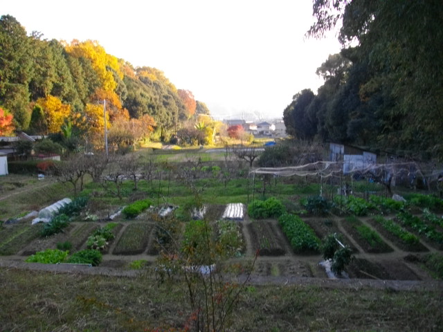 貸し農園の様子1